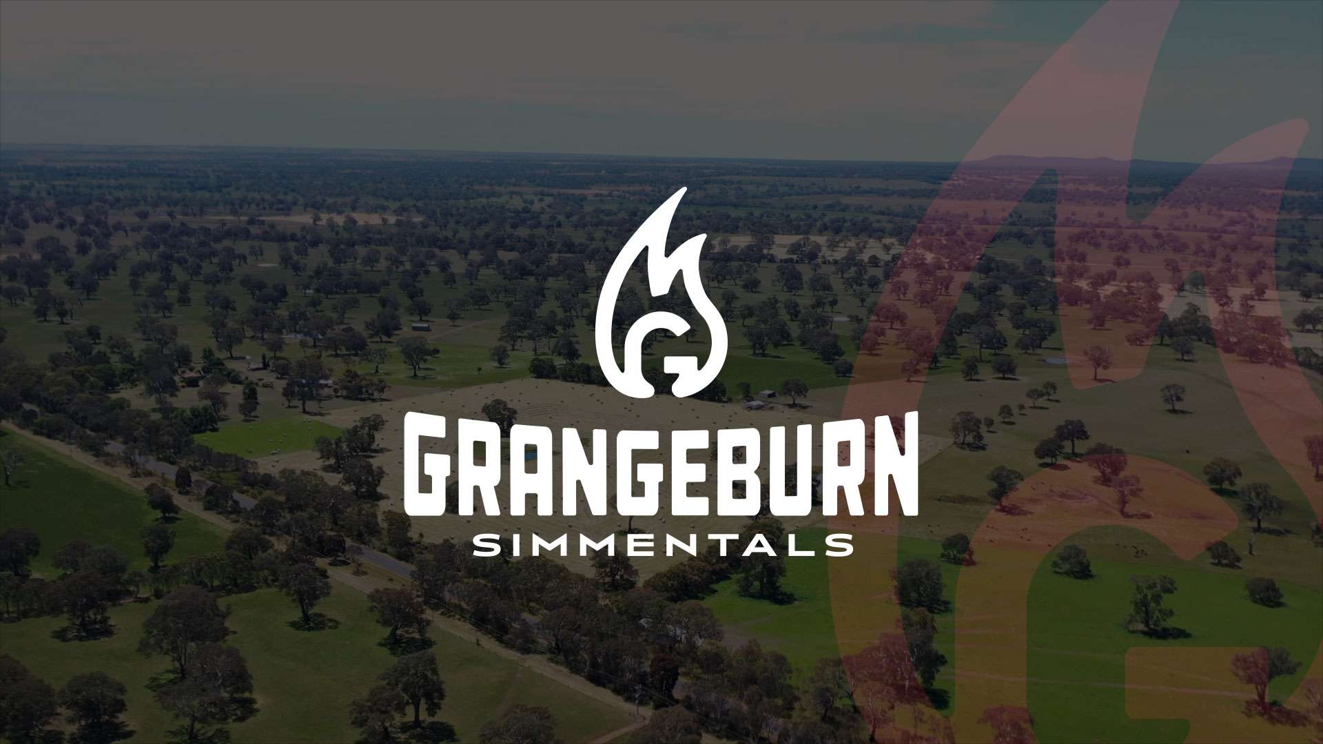 Past Sales Grangeburn Simmentals